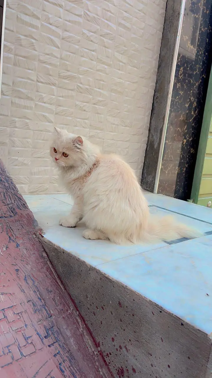 Persian cat female cream colour  3 coated fluffy 3 coat  Rate: 10000 — photo 4