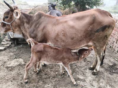 Indian jersey cow for sale nichy wachi
