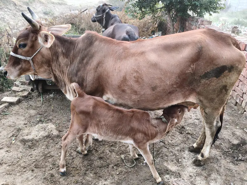 Indian jersey cow for sale nichy wachi — photo 2