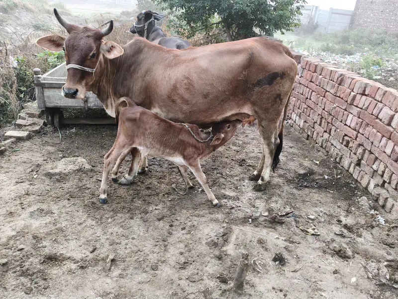 Indian jersey cow for sale nichy wachi — photo 3