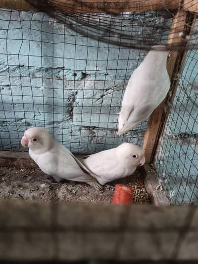 albino Red eye Love Bird