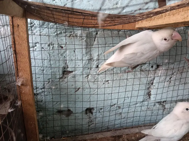 albino Red eye Love Bird — photo 2