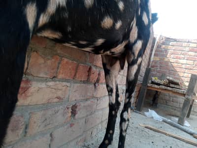 Desi bakri for sale