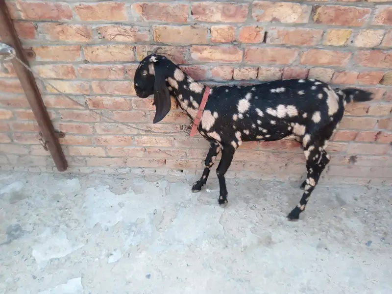 Desi bakri for sale — photo 2