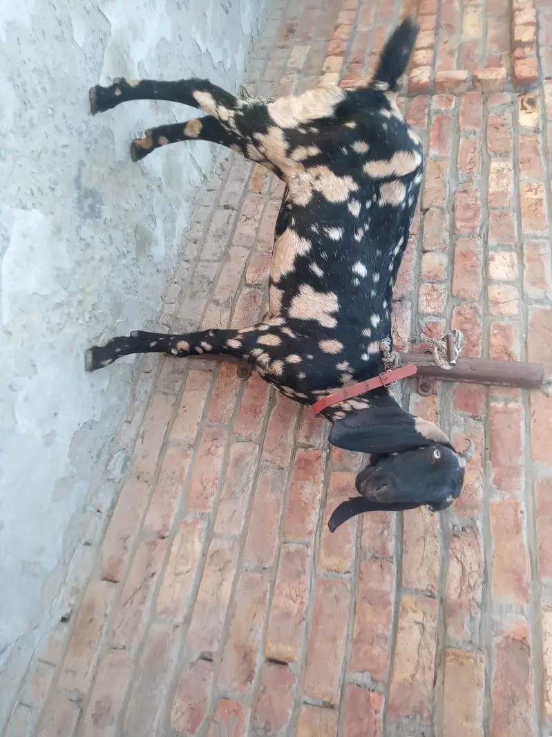 Desi bakri for sale — photo 3