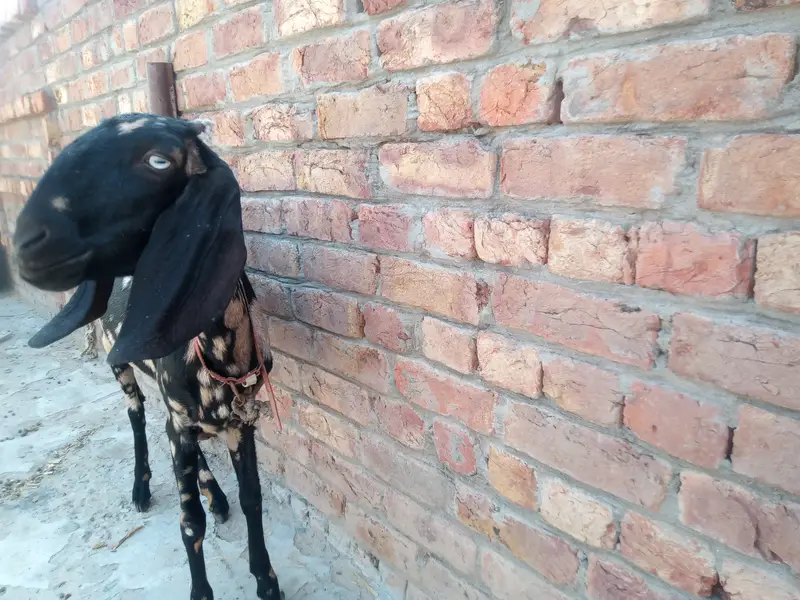Desi bakri for sale — photo 4