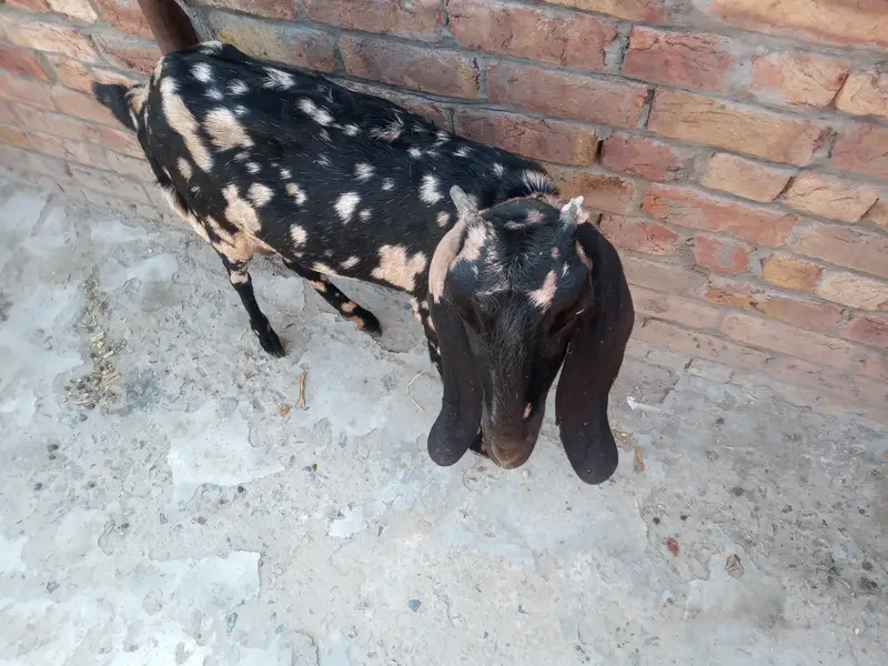 Desi bakri for sale — photo 5