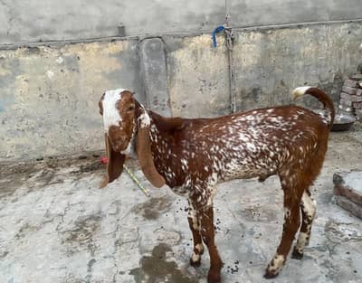 pure makhi cheena