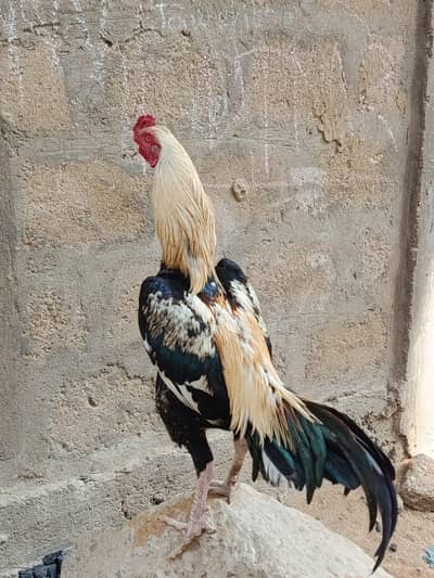 my home breed