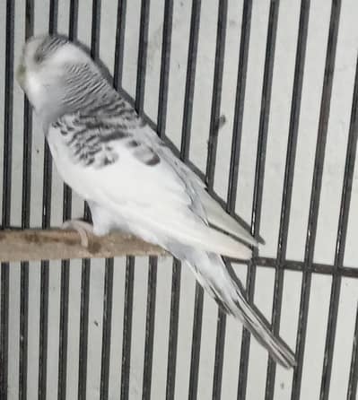 Budgies