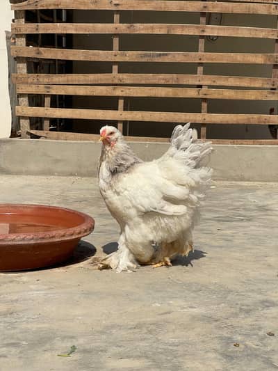 Light blue columbian brahma female