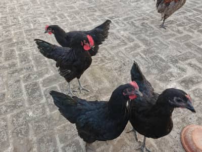 Australorp hens