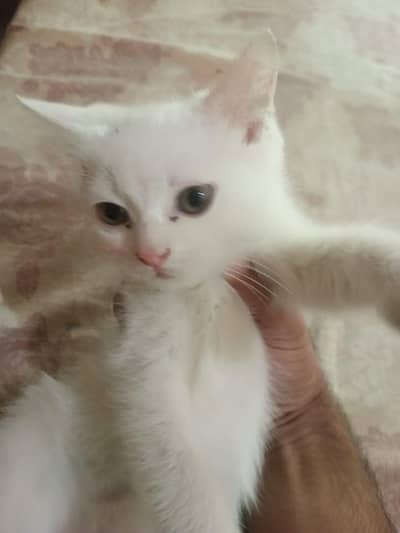 Persian female double coated