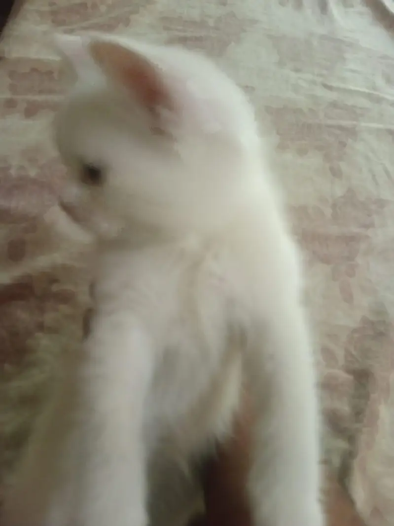 Persian female double coated — photo 2