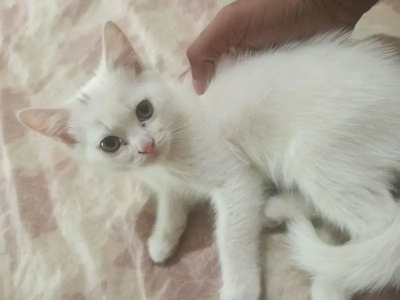 Persian female double coated — photo 3
