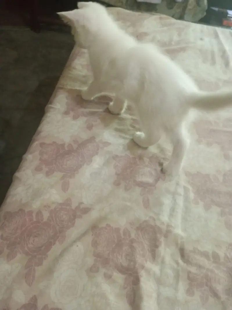 Persian female double coated — photo 4