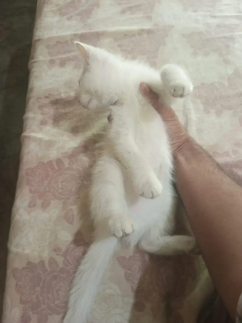 Persian female double coated — photo 5