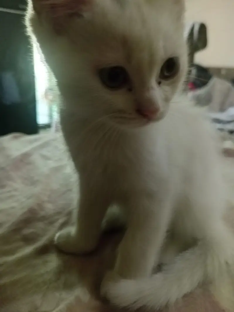 Persian female double coated — photo 7