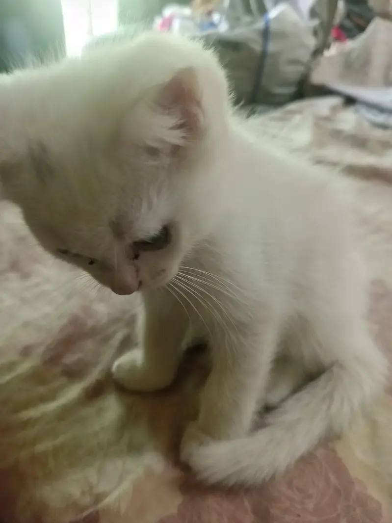 Persian female double coated — photo 8