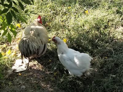 silkie 2femalesand 2  polish pairs, bantam pair ,buff pair fancy hens