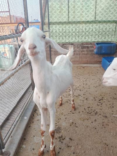 1 Bakra or 2 bakriyan