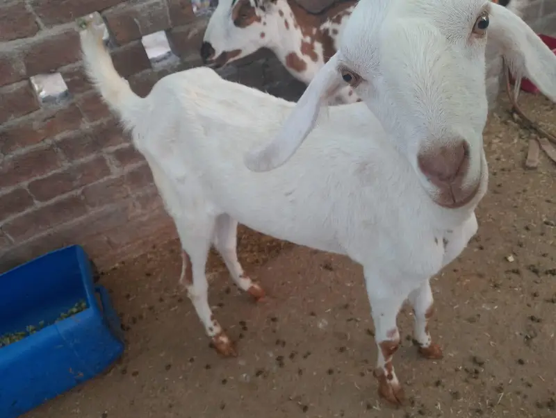 1 Bakra or 2 bakriyan — photo 2