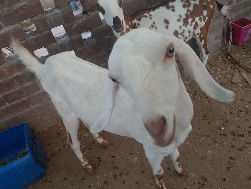 1 Bakra or 2 bakriyan — photo 3