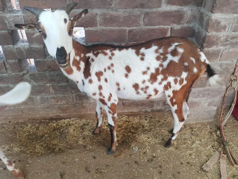 1 Bakra or 2 bakriyan — photo 4