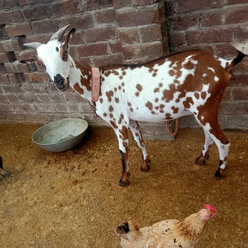 1 Bakra or 2 bakriyan — photo 7