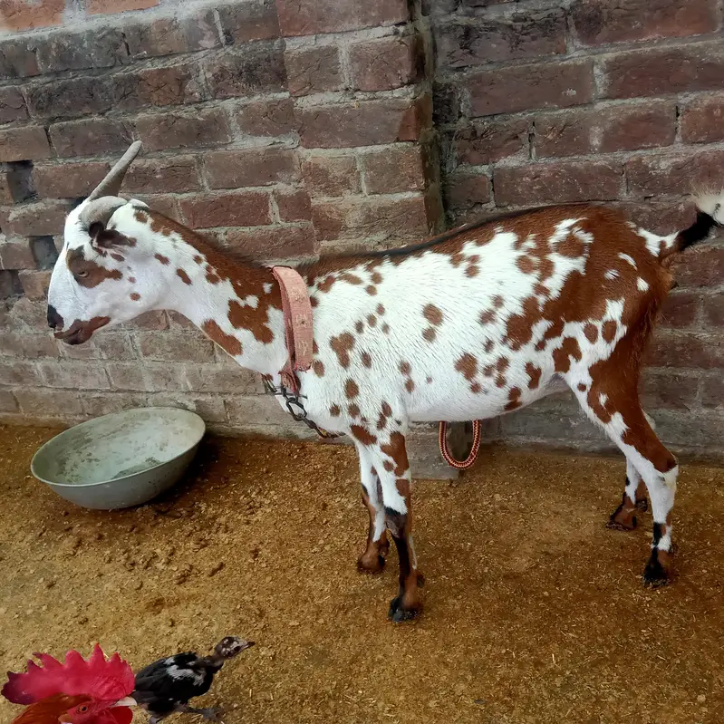 1 Bakra or 2 bakriyan — photo 8