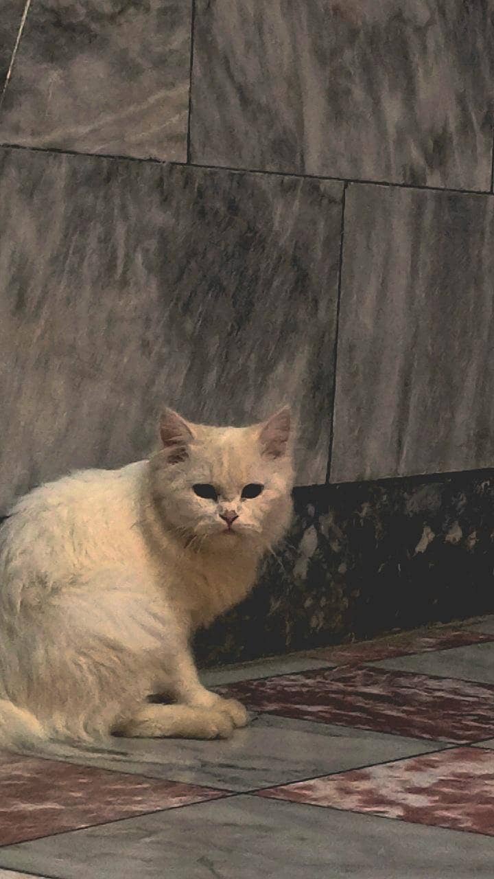 playful persion kitten 0