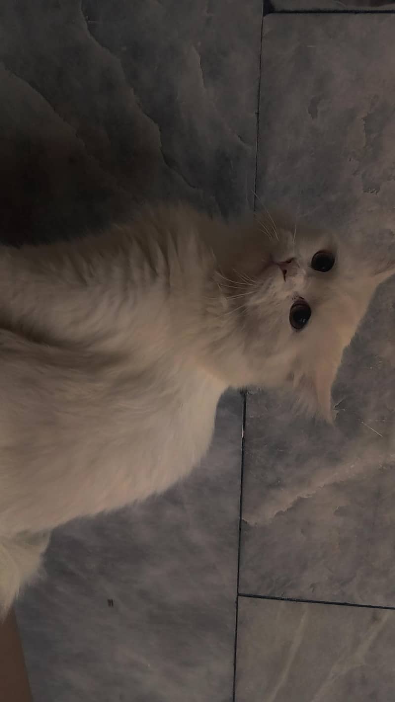 playful persion kitten 1