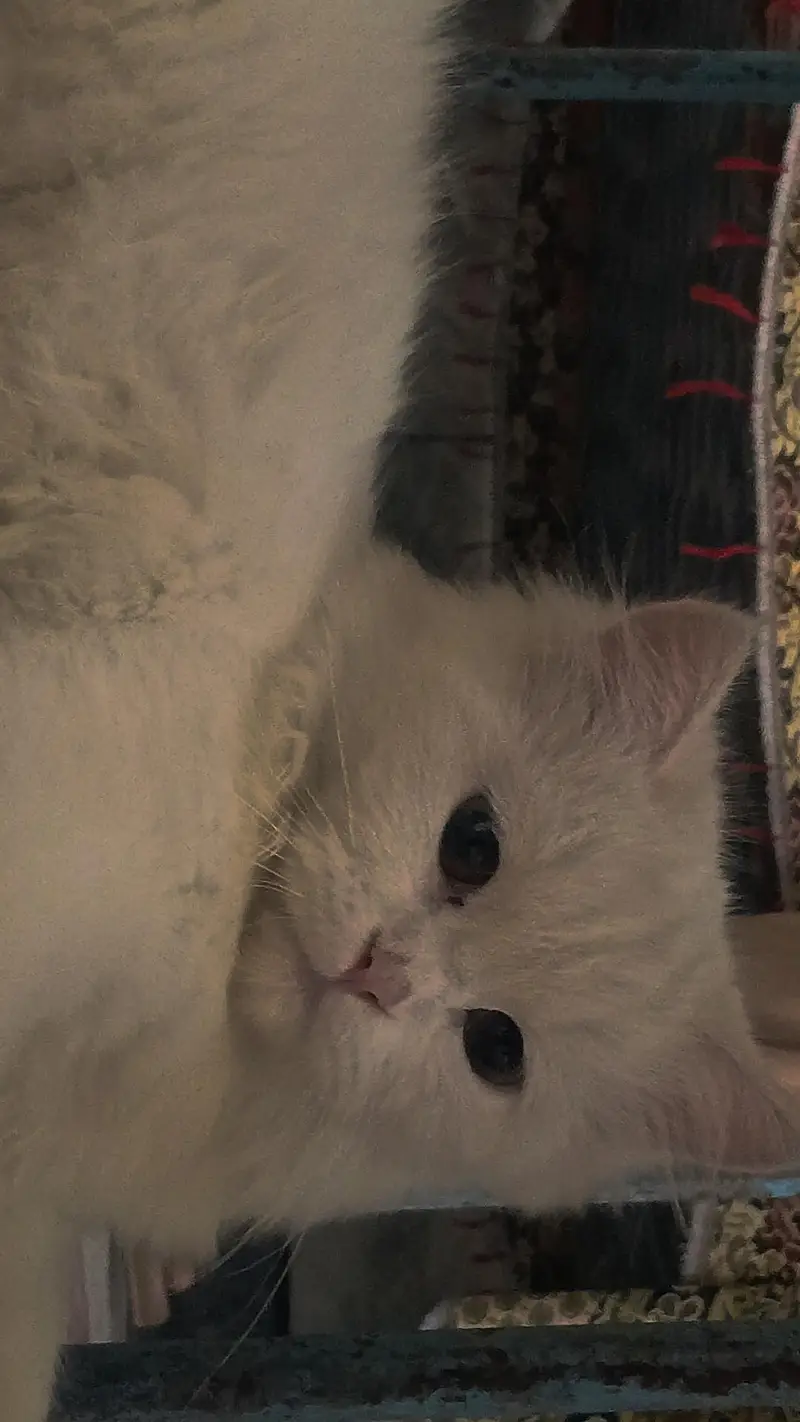 Gorgeous Persian Cat — Healthy, Playful, and Pure White. — photo 3