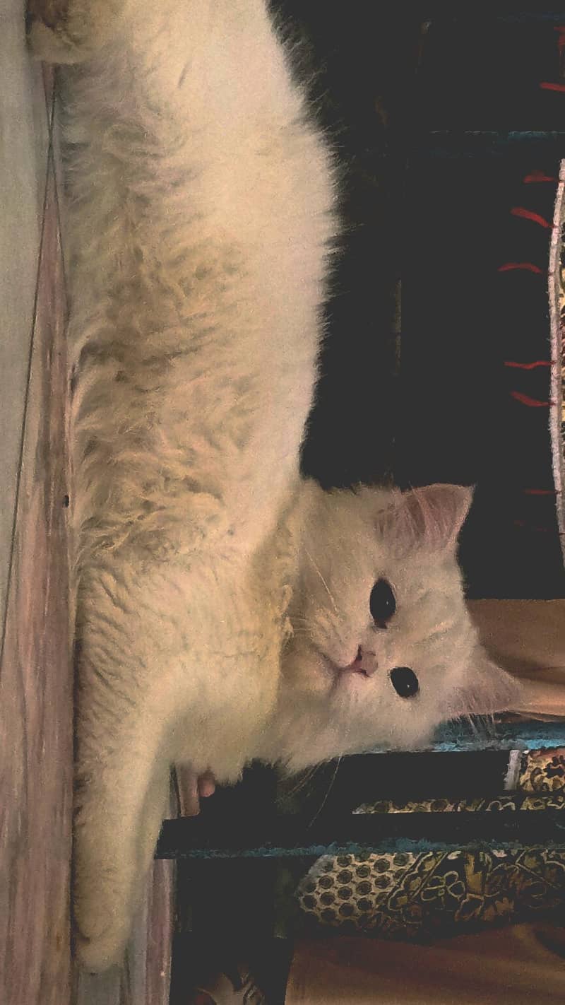 playful persion kitten 3