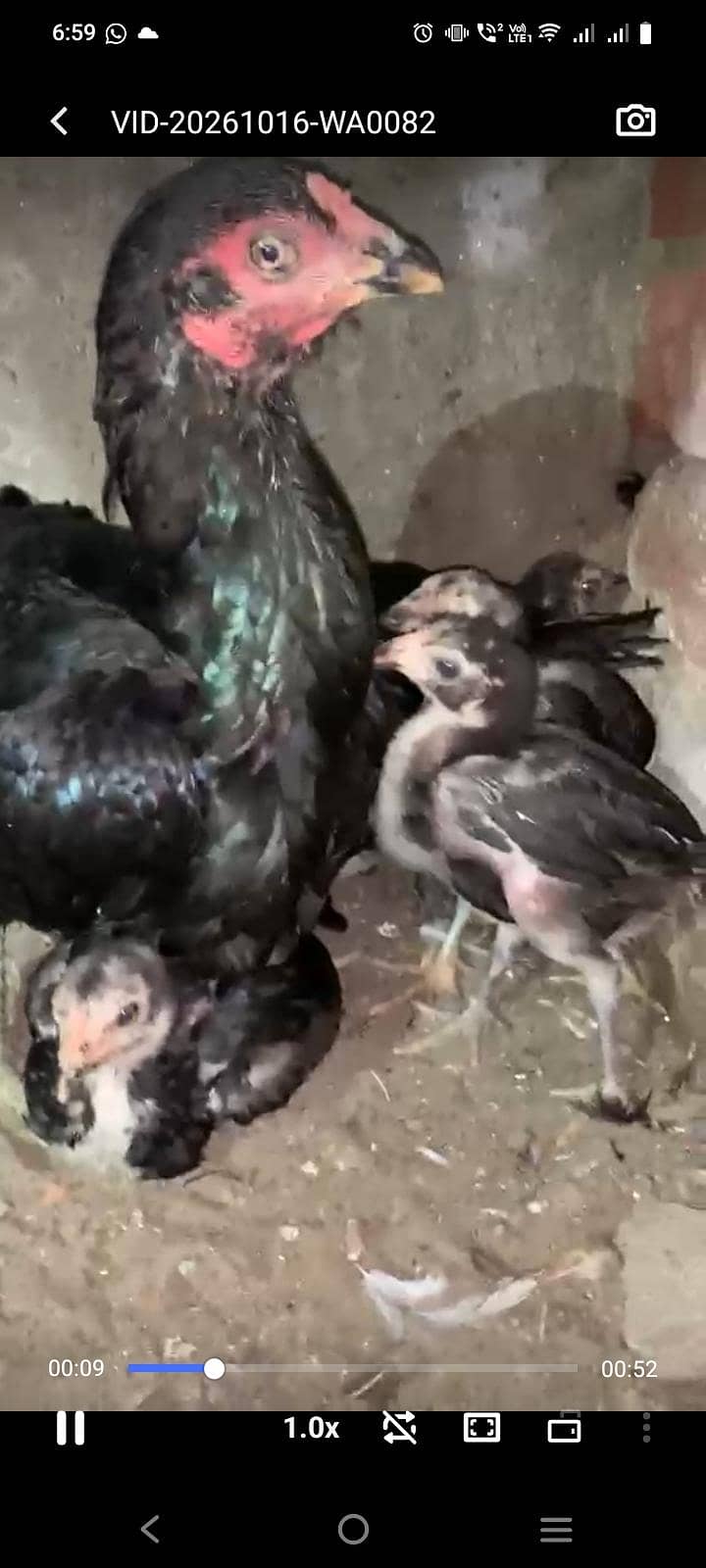 Lassani chicks 0