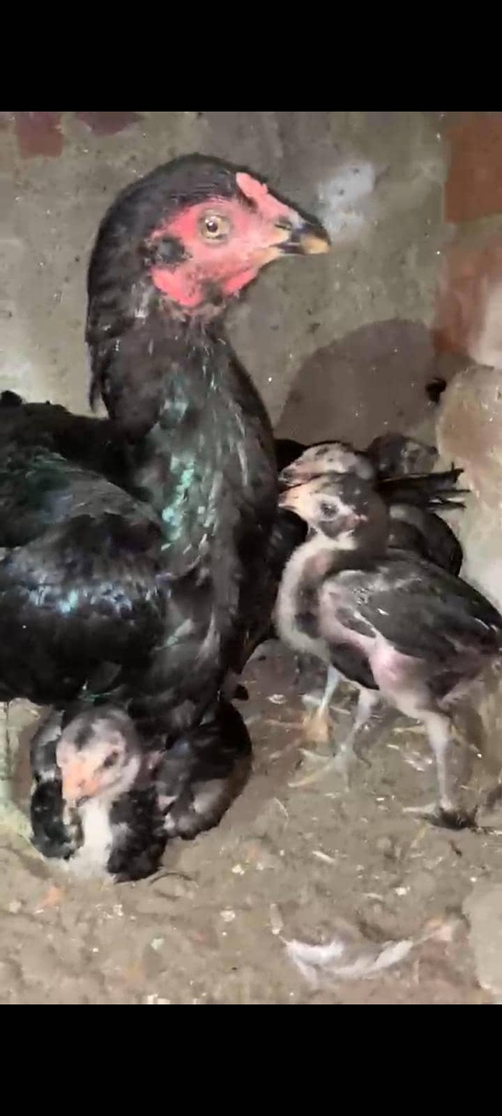 Lassani chicks 1