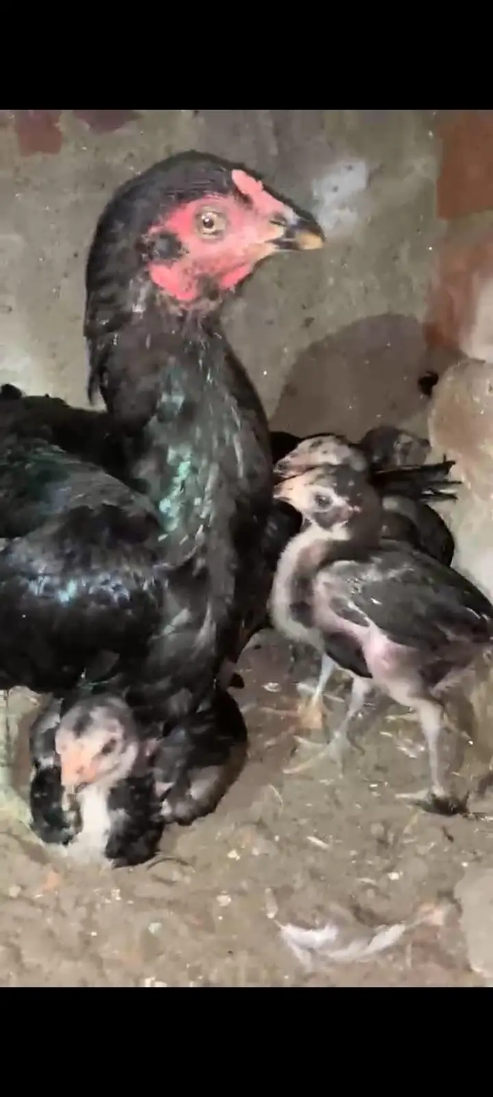 Lassani chicks — photo 2