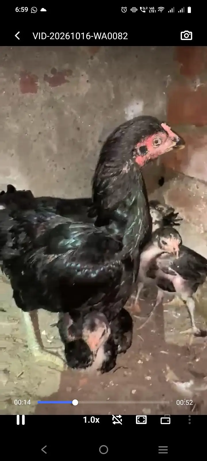 Lassani chicks — photo 3