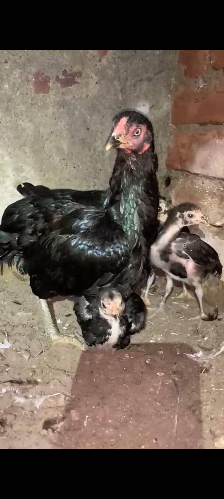 Lassani chicks 3