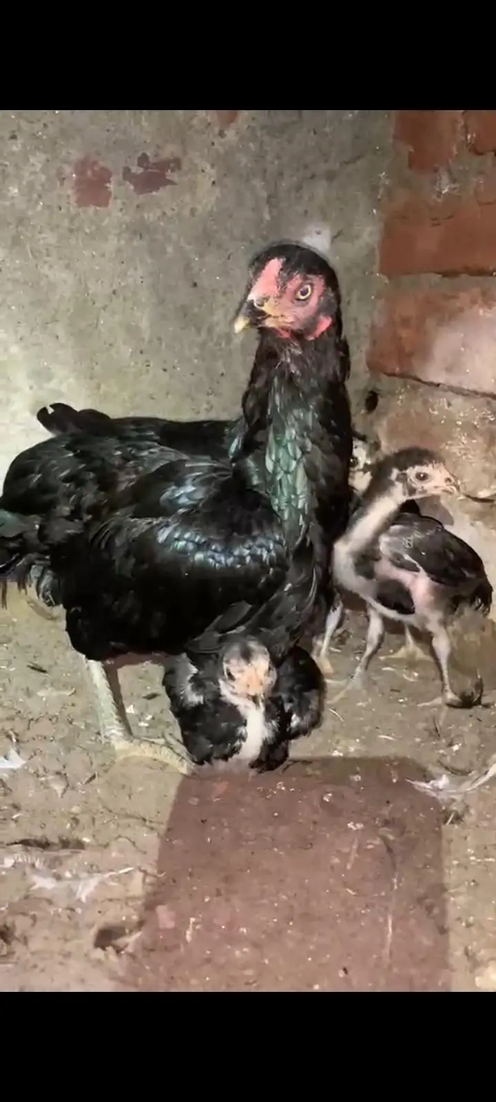 Lassani chicks — photo 4
