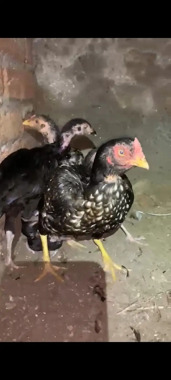 Lassani chicks — photo 5