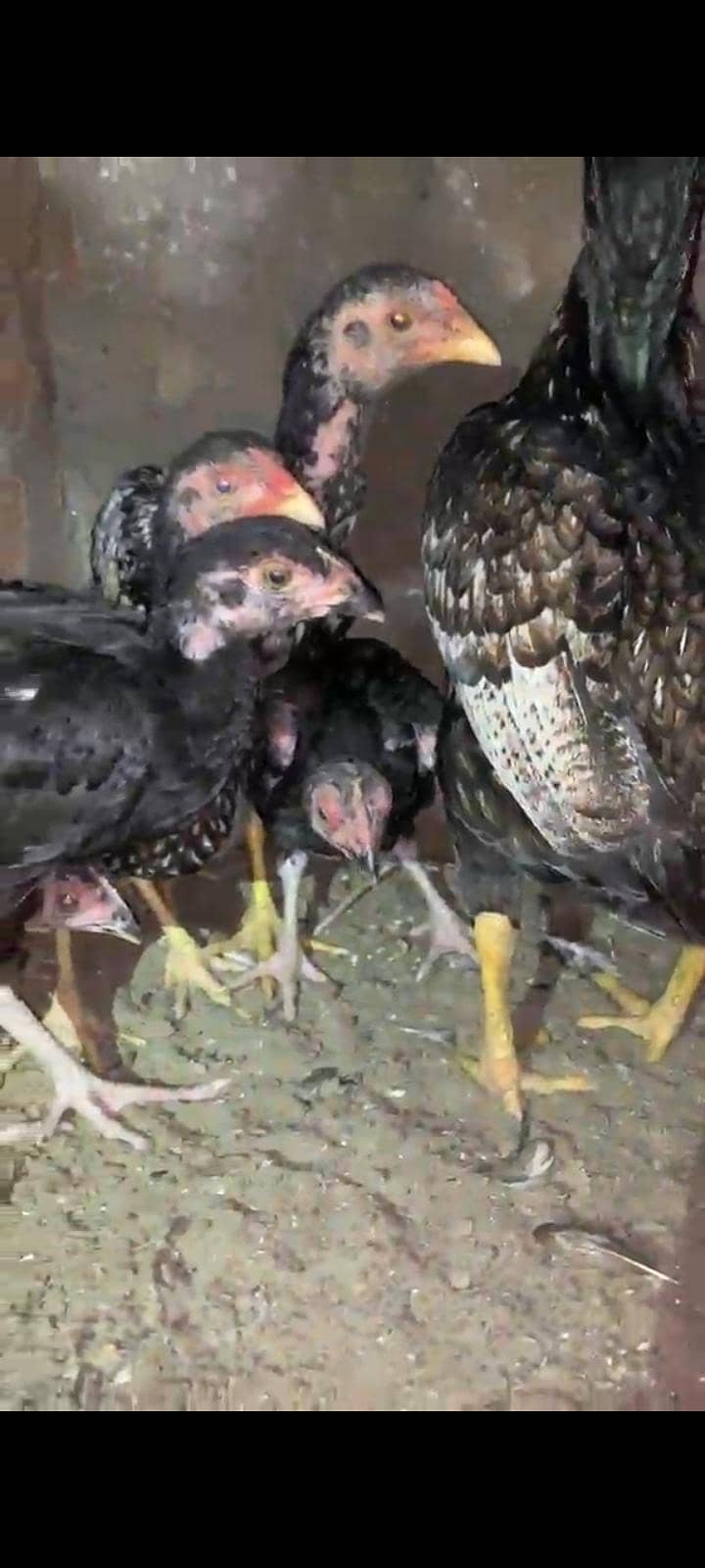 Lassani chicks 6
