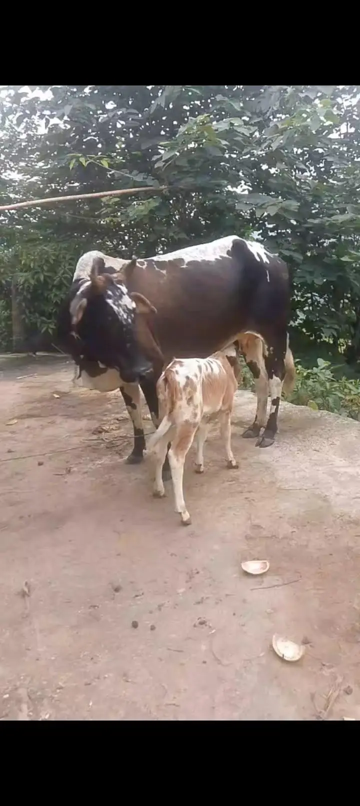 Desi cow sath bacha aur aik wera