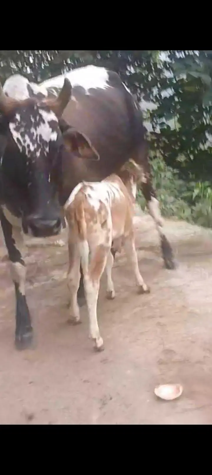Desi cow sath bacha aur aik wera — photo 2