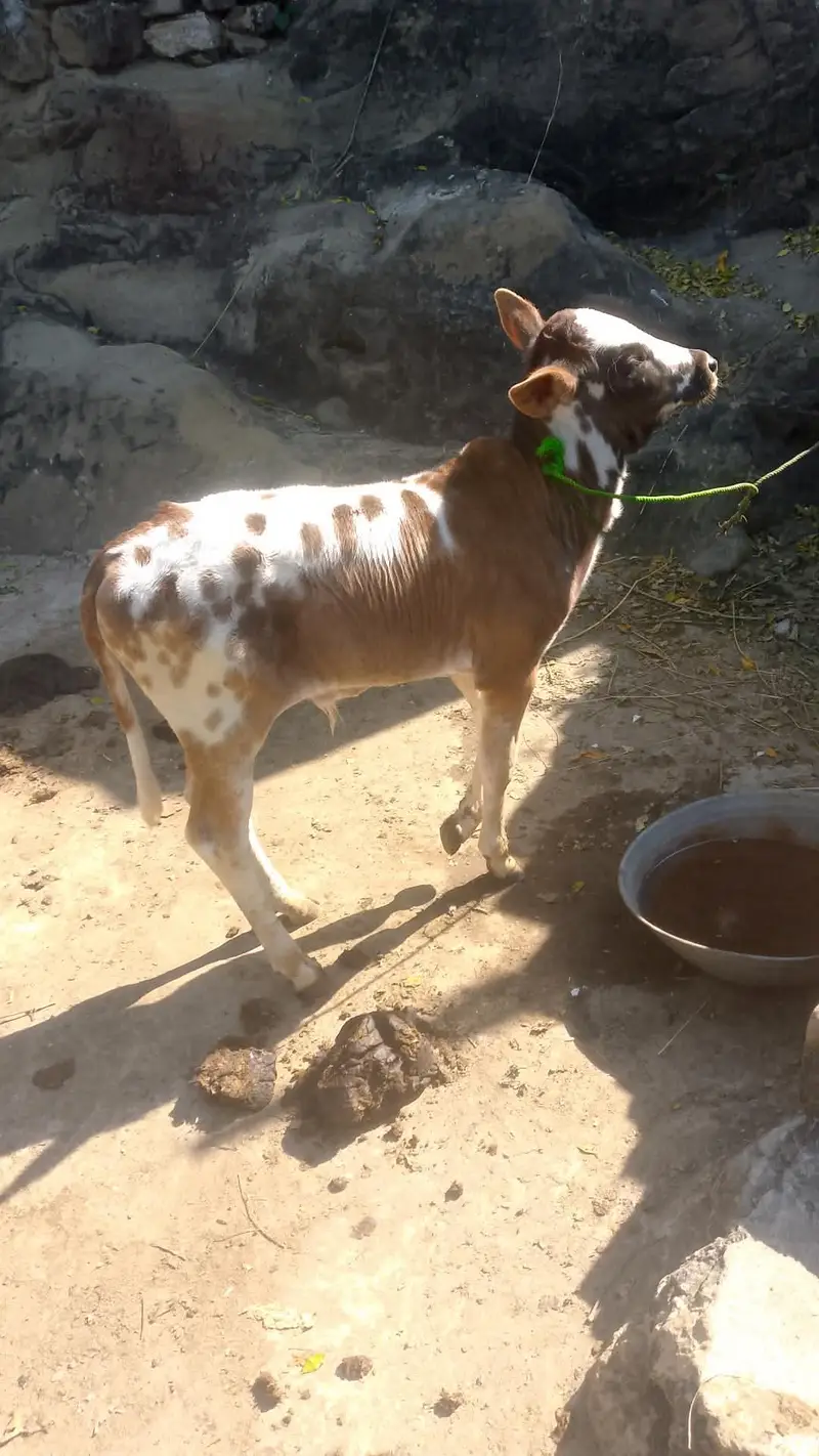 Desi cow sath bacha aur aik wera — photo 3