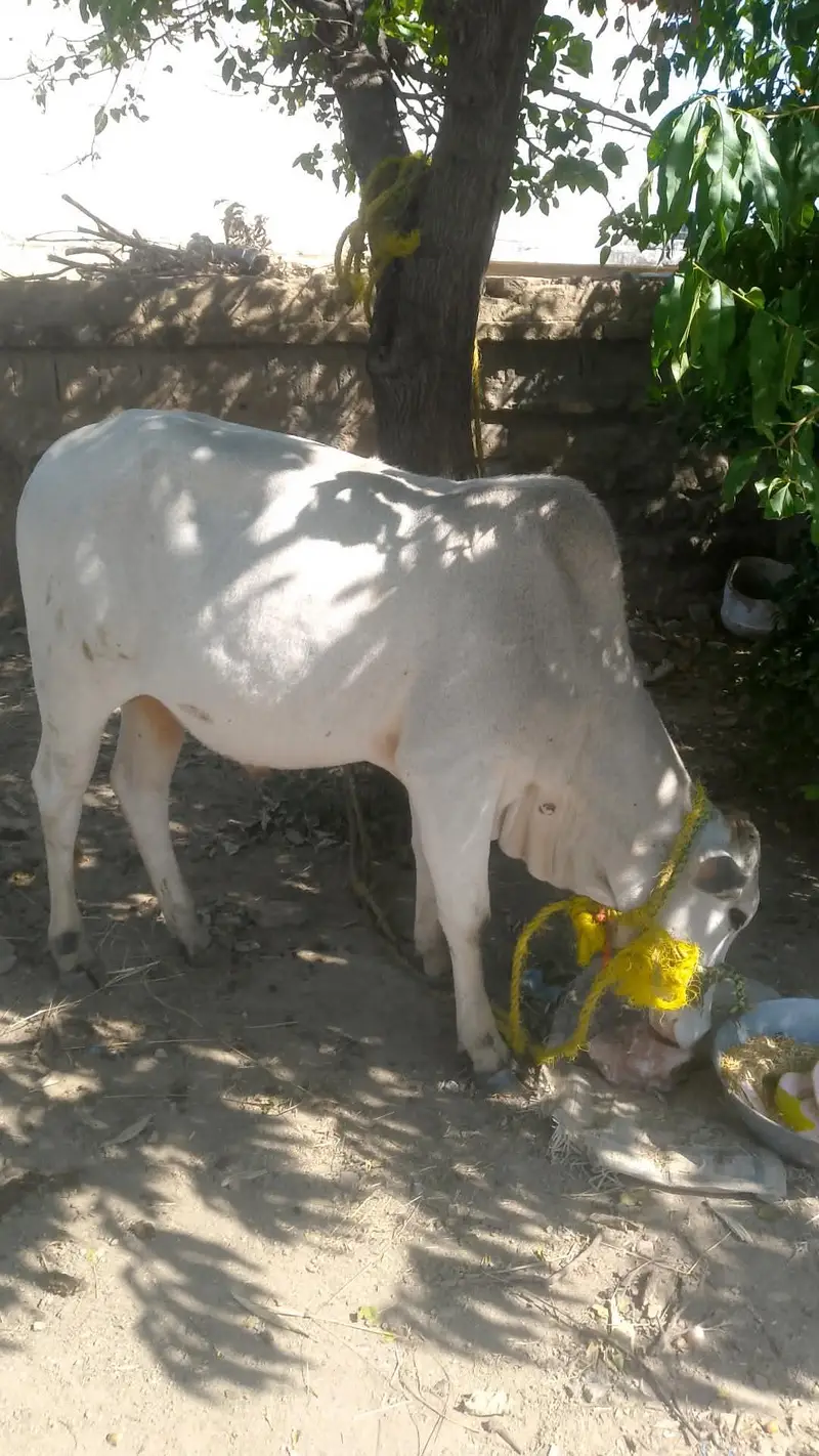Desi cow sath bacha aur aik wera — photo 4