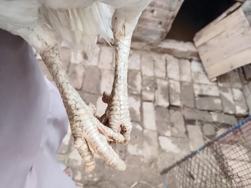location sheikupura Herra female for sale — photo 3