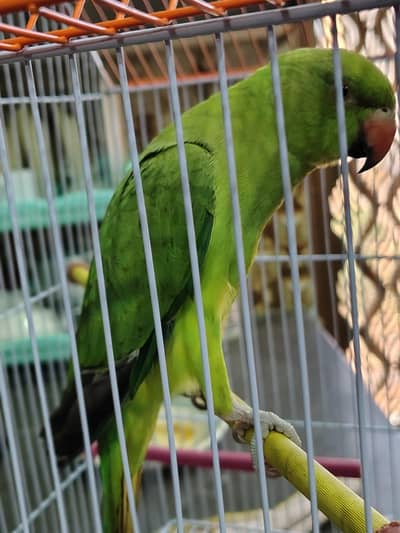green ringneck female