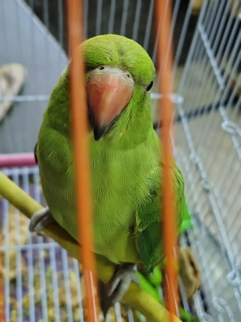 green ringneck female — photo 2