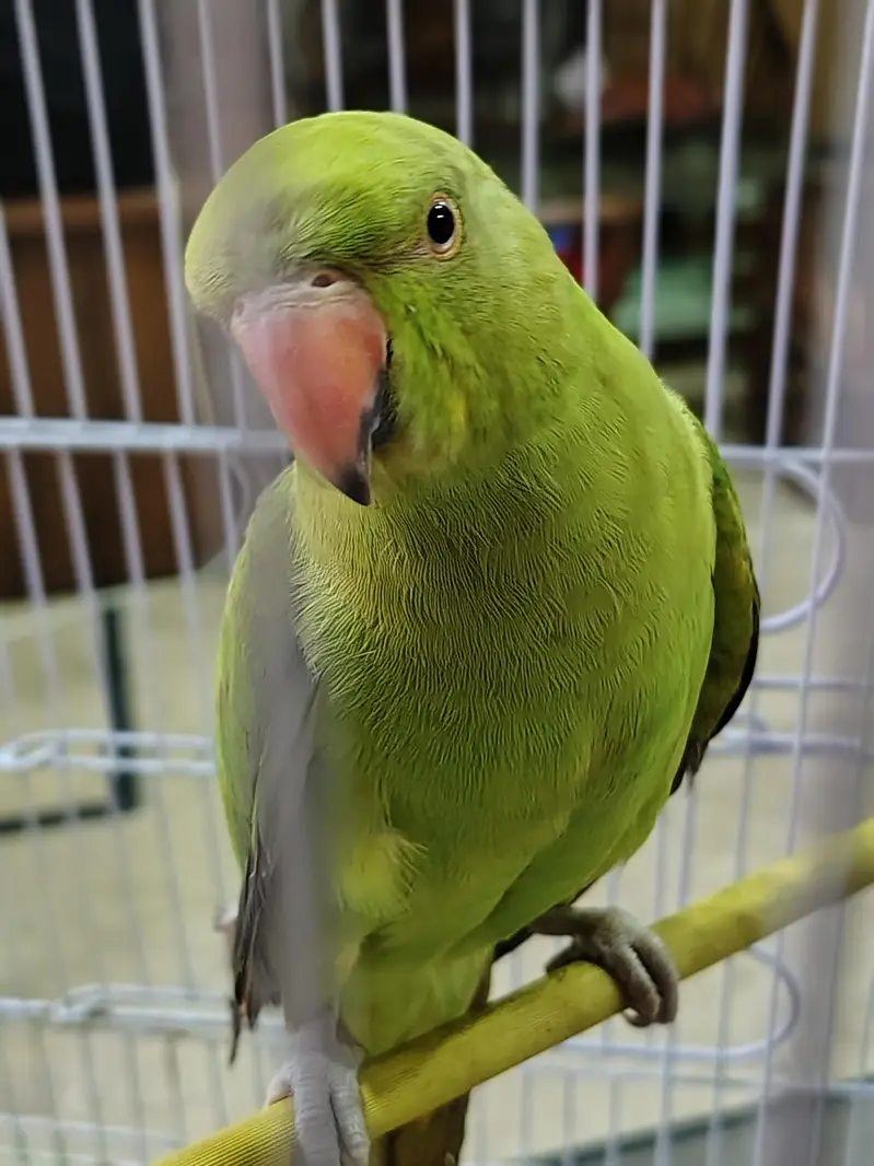 green ringneck female — photo 3
